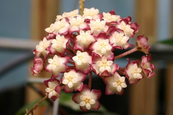 http://www.cloudjungle.com/CloudJungle/Asclepiadaceae/Hoya/Hoya%20cv%20Jennifer flower.jpg